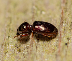 Dyschirius abbreviatus