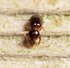 Dyschirius abbreviatus