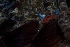 Choromytilus meridionalis