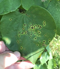 Passalora cercidicola