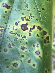 Passalora cercidicola