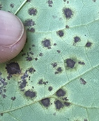 Passalora cercidicola