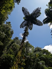 Iriartea deltoidea