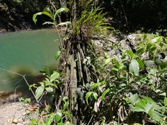 Iriartea deltoidea