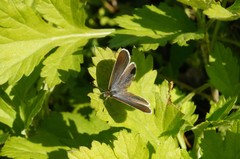 Pseudozizeeria maha