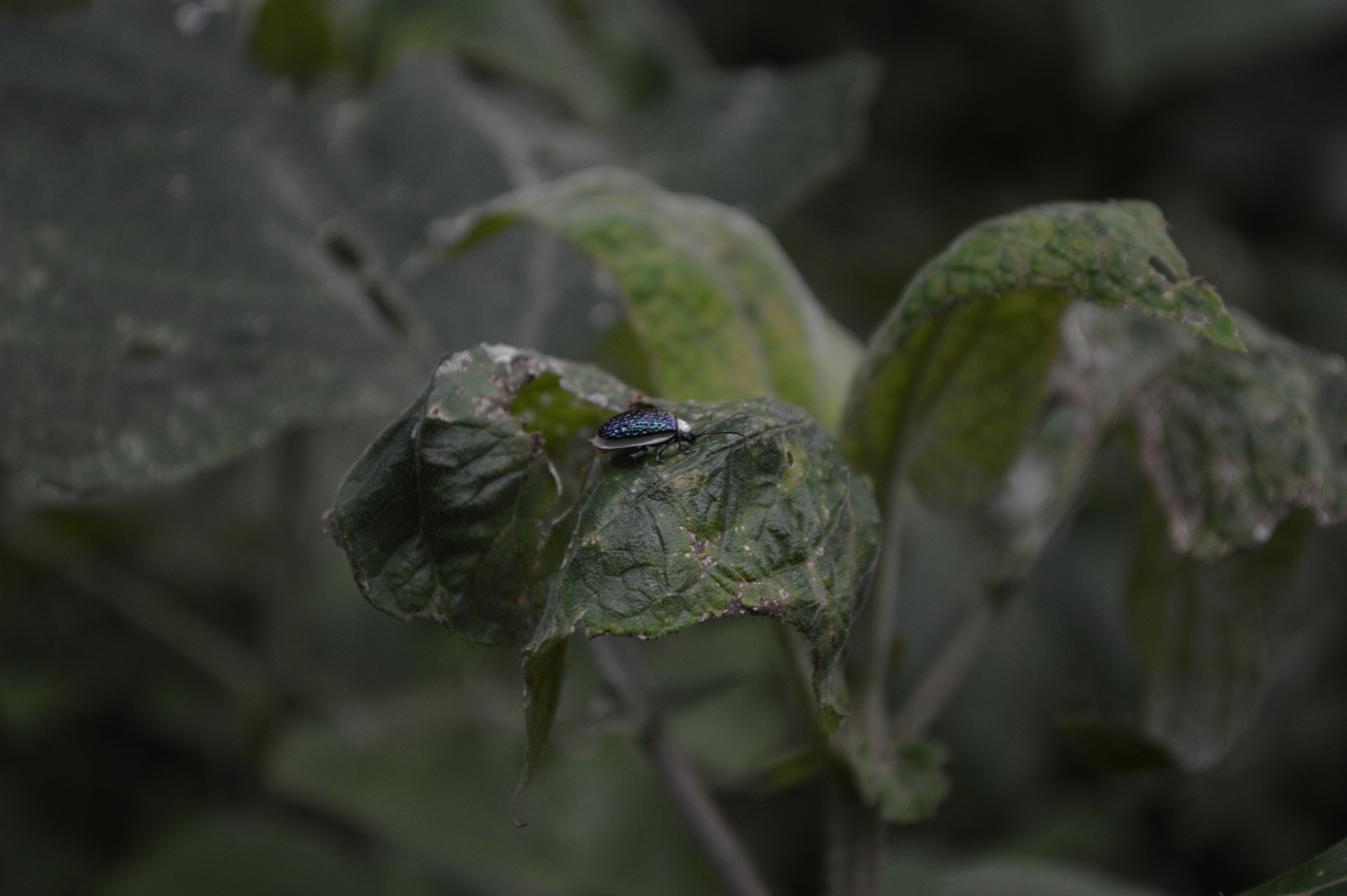 Chrysomelidae image