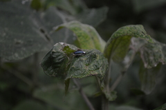 Asphaera albomarginata