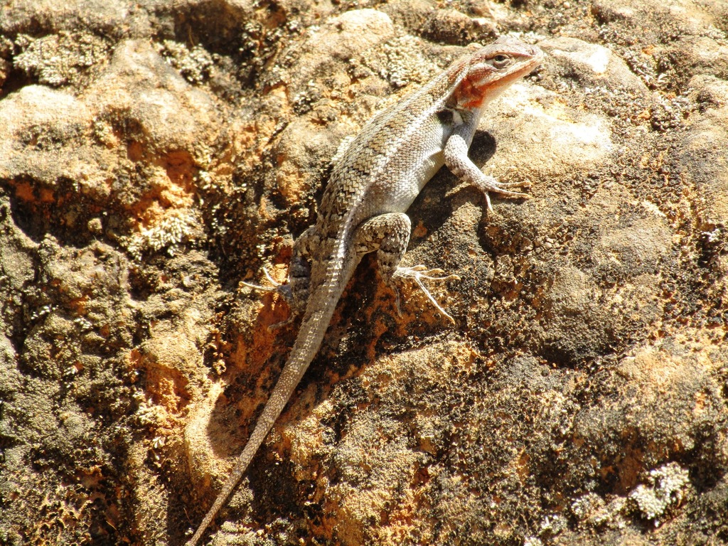 Upland Long-Tailed Spiny Lizard
