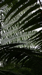 Angiopteris fokiensis