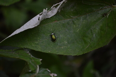Asphaera albomarginata