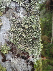 Hypotrachyna spumosa