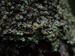 Hypotrachyna spumosa