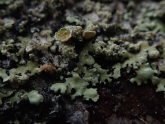 Hypotrachyna spumosa