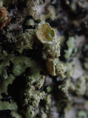 Hypotrachyna spumosa