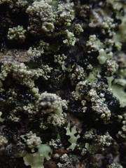 Hypotrachyna spumosa