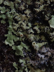 Hypotrachyna spumosa