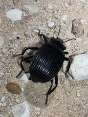 Eleodes acuta