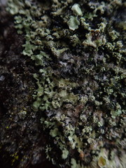 Hypotrachyna spumosa