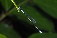 Aciagrion hisopa