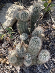 Echinocereus sciurus