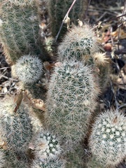 Echinocereus sciurus