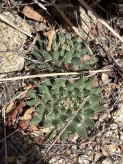 Mammillaria peninsularis