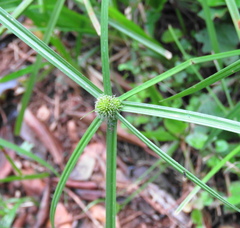Cyperus ruwenzoriensis
