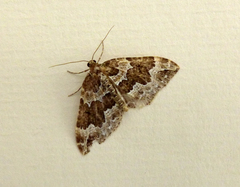 Lampropteryx suffumata