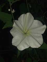 Ipomoea alba