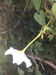Ipomoea alba