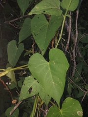 Ipomoea alba