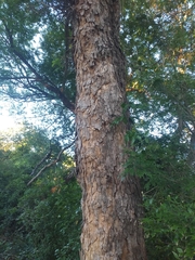 Gleditsia amorphoides