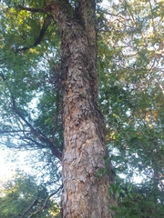 Gleditsia amorphoides