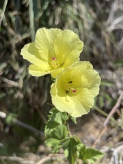 Hibiscus ribifolius