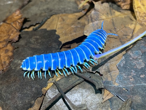 Aromatic Cherry Millipede photo 5