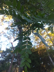 Gleditsia amorphoides
