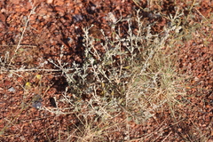 Ptilotus astrolasius