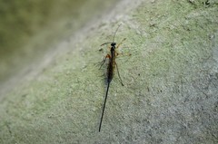 Ichneumonidae
