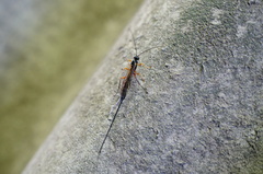 Ichneumonidae