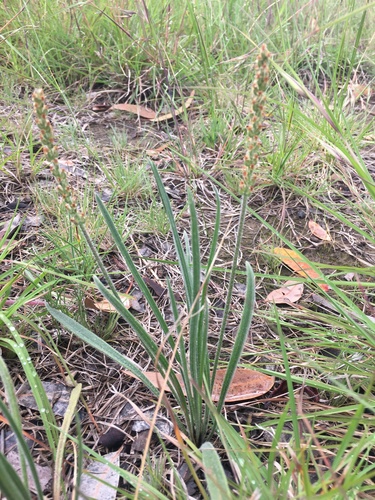 Image of Plantago gaudichaudii by (c) Jane Canaway, some rights reserved (CC BY)