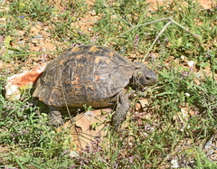 Testudo hermanni