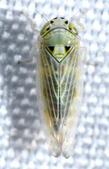 Colladonus geminatus