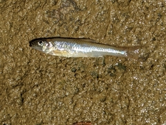 Notropis dorsalis