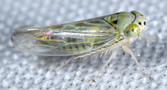 Colladonus geminatus