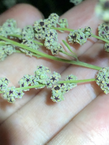 Sandhill Goosefoot (Chenopodium cycloides)