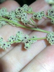 Chenopodium cycloides