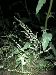 Chenopodium cycloides