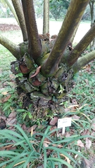 Angiopteris fokiensis