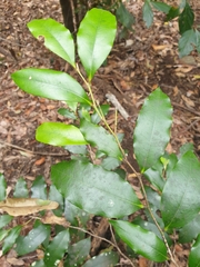 Diospyros pentamera