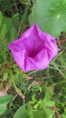 Ipomoea